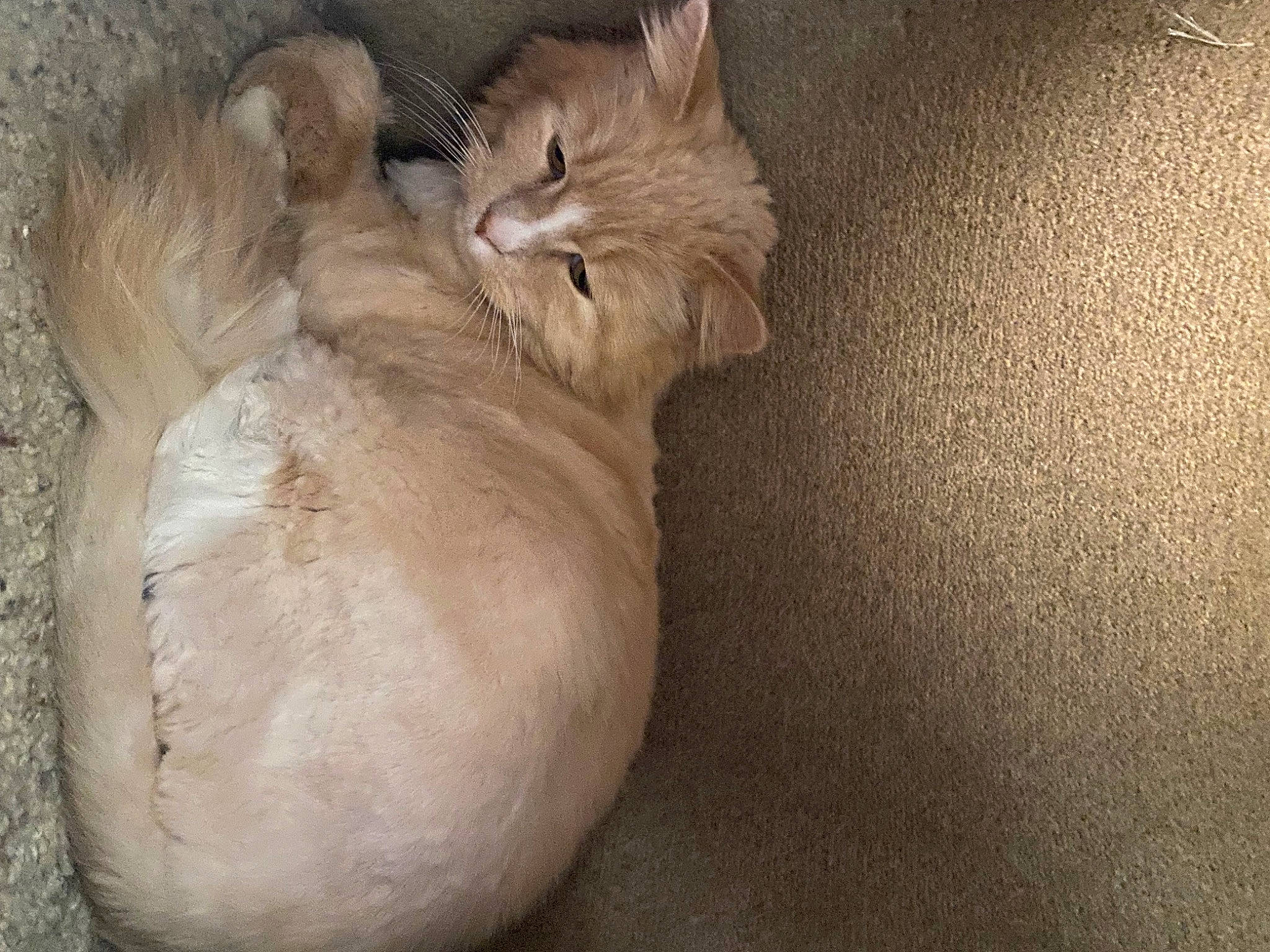 Lola is registered to the contest to win money with this photo: carnivore, cat, claw, comfort, fawn, felidae, fur, ingredient, paw, sand, small_to_medium_sized_cats, snout, tail, terrestrial_animal, vegetable, whiskers, wildlife, wood