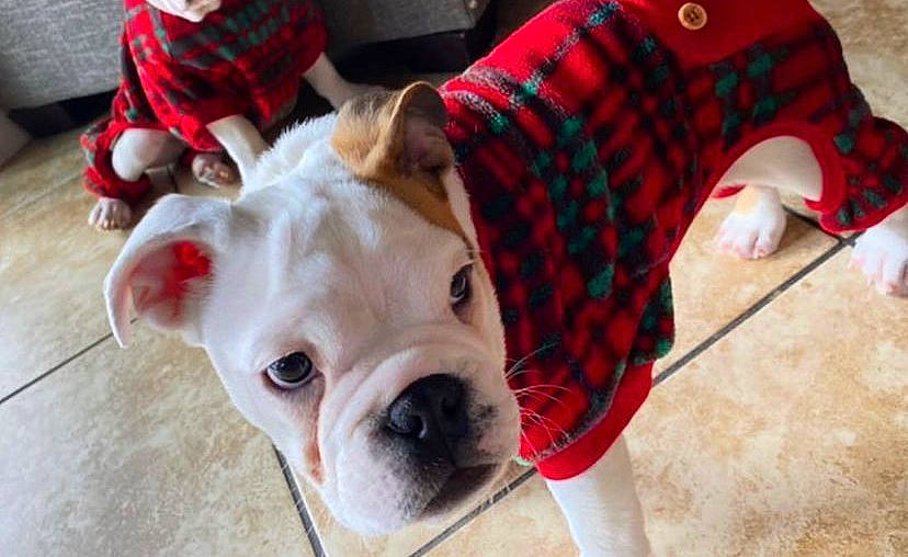 Zara is registered to the contest to win money with this photo: bulldog, carnivore, collar, comfort, companion_dog, dog, dog_breed, dog_clothes, dog_collar, dog_supply, fawn, pattern, plaid, sleeve, snout, tartan, whiskers, white, working_animal, wrinkle