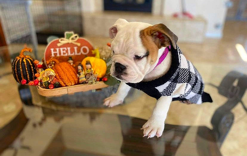 Zara joined the competition — help win amazing prizes! bulldog, carnivore, collar, companion_dog, dog, dog_breed, dog_clothes, dog_collar, dog_supply, fashion_accessory, fawn, food, gelato, ice_cream, leash, pet_supply, sweetness, toy, toy_dog, working_animal