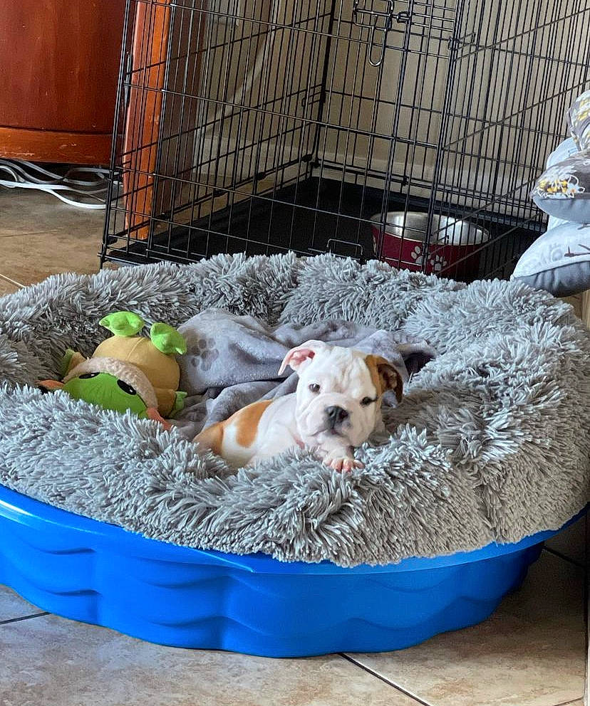Zara joined the competition — help win amazing prizes! animal_shelter, cage, canidae, carnivore, cat_supply, companion_dog, dog, dog_bed, dog_breed, dog_crate, dog_supply, doghouse, fawn, kennel, mesh, non_sporting_group, pet_supply, sporting_group, toy_dog, working_animal