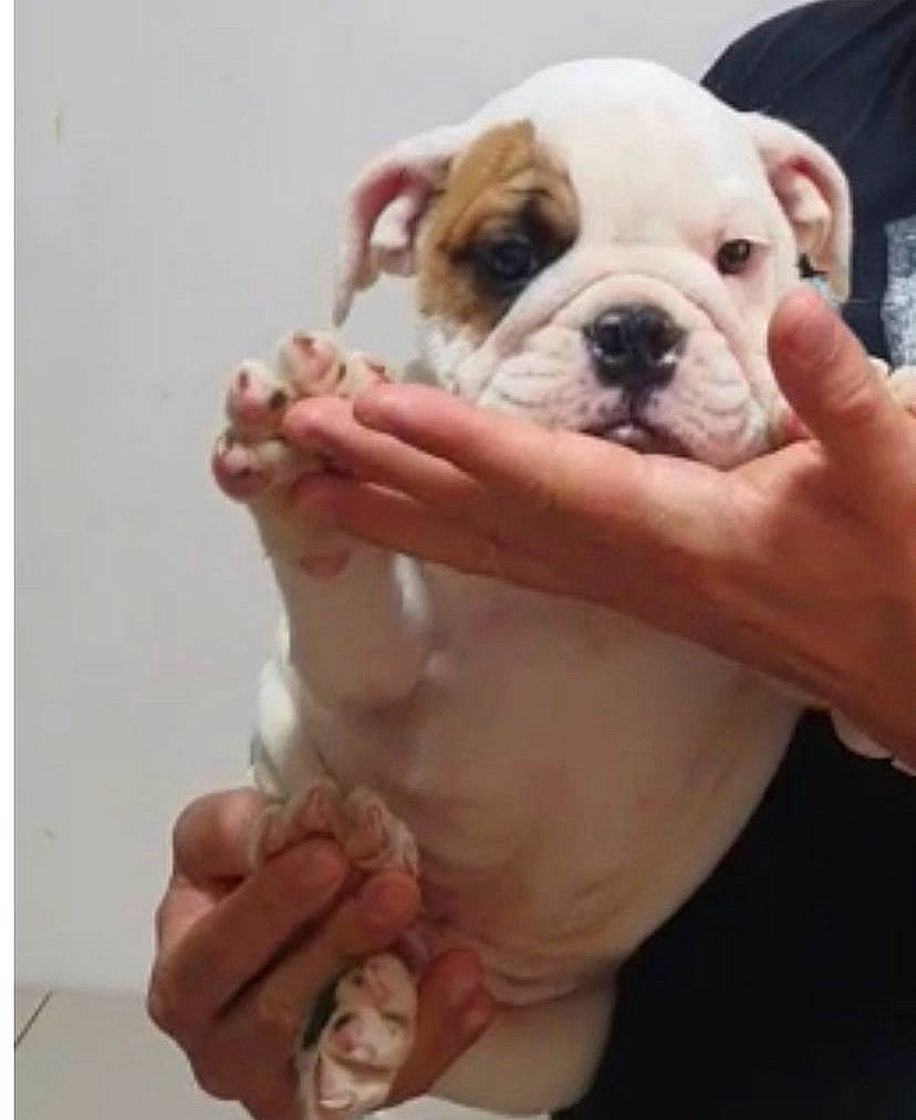 Nando is registered to the contest to win money with this photo: bulldog, canidae, carnivore, comfort, companion_dog, dog, dog_breed, fawn, finger, flooring, gesture, hand, nail, non_sporting_group, sporting_group, terrestrial_animal, thumb, working_animal, wrist