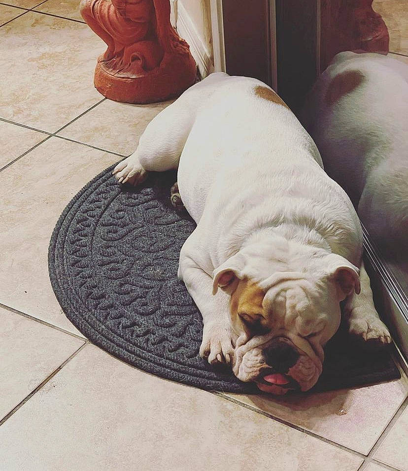 Nando is registered to the contest to win money with this photo: bulldog, carnivore, comfort, companion_dog, dog, dog_breed, dog_supply, fawn, floor, flooring, hardwood, paw, snout, tail, toy_dog, white_english_bulldog, wood, wood_flooring, working_animal, wrinkle