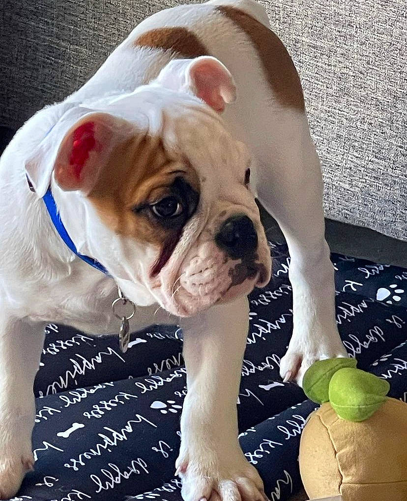 Nando is registered to the contest to win money with this photo: bulldog, canidae, carnivore, collar, companion_dog, dog, dog_breed, dog_collar, fawn, grass, happy, lemon, persian_lime, puppy_love, snout, sporting_group, toy, toy_dog, working_animal, wrinkle