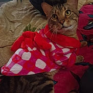 Tigger is registered to the contest to win money with this photo: animal, blanket, cat, cozy, curious, cute, domestic_cat, ears, feline, fleece_jacket, hearts, indoor, looking_up, paw, pet_clothing, pink, red, resting, tabby, whiskers