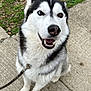 animal, black_and_white, blue_eye, brown_eye, canine, cute, dog, friendly, fur, grass, happy, heterochromia, leash, nature, outdoor, pet, siberian_husky, sidewalk, smiling, walking