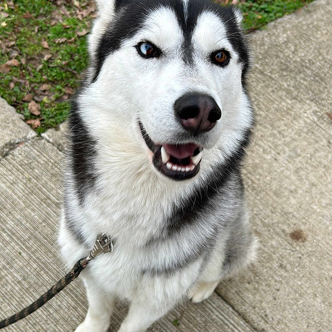 Torvald participe au concours pour gagner de l'argent avec cette photo : animal, black_and_white, blue_eye, brown_eye, canine, cute, dog, friendly, fur, grass, happy, heterochromia, leash, nature, outdoor, pet, siberian_husky, sidewalk, smiling, walking
