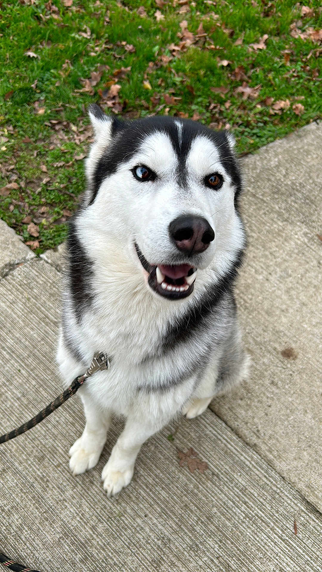 Torvald participe au concours pour gagner de l'argent avec cette photo : animal, black_and_white, blue_eye, brown_eye, canine, cute, dog, friendly, fur, grass, happy, heterochromia, leash, nature, outdoor, pet, siberian_husky, sidewalk, smiling, walking