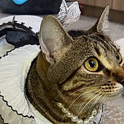 Osyris participe au concours pour gagner de l'argent avec cette photo : abyssinian, accessories, animal, bead, beadnecklace, cat, clothing, collar, egyptiancat, formalwear, hat, jewelry, kitten, leash, manx, necklace, ornament, pendant, pet, tie