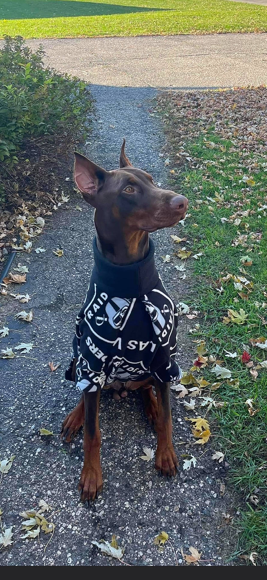 Thorvald joined the competition — help win amazing prizes! canidae, carnivore, collar, companion_dog, dobermann, dog, dog_breed, dog_supply, fawn, grass, guard_dog, pattern, pet_supply, snout, sporting_group, terrestrial_animal, toy_dog, whiskers, working_animal, working_dog