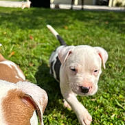 Project is registered to the contest to win money with this photo: puppy, dog, grass, outdoor, sunlight, playing, young_animal, pet, white_dog, brown_dog, animal, cute, nature, daylight, canine, fur, closeup, walking, garden, ears