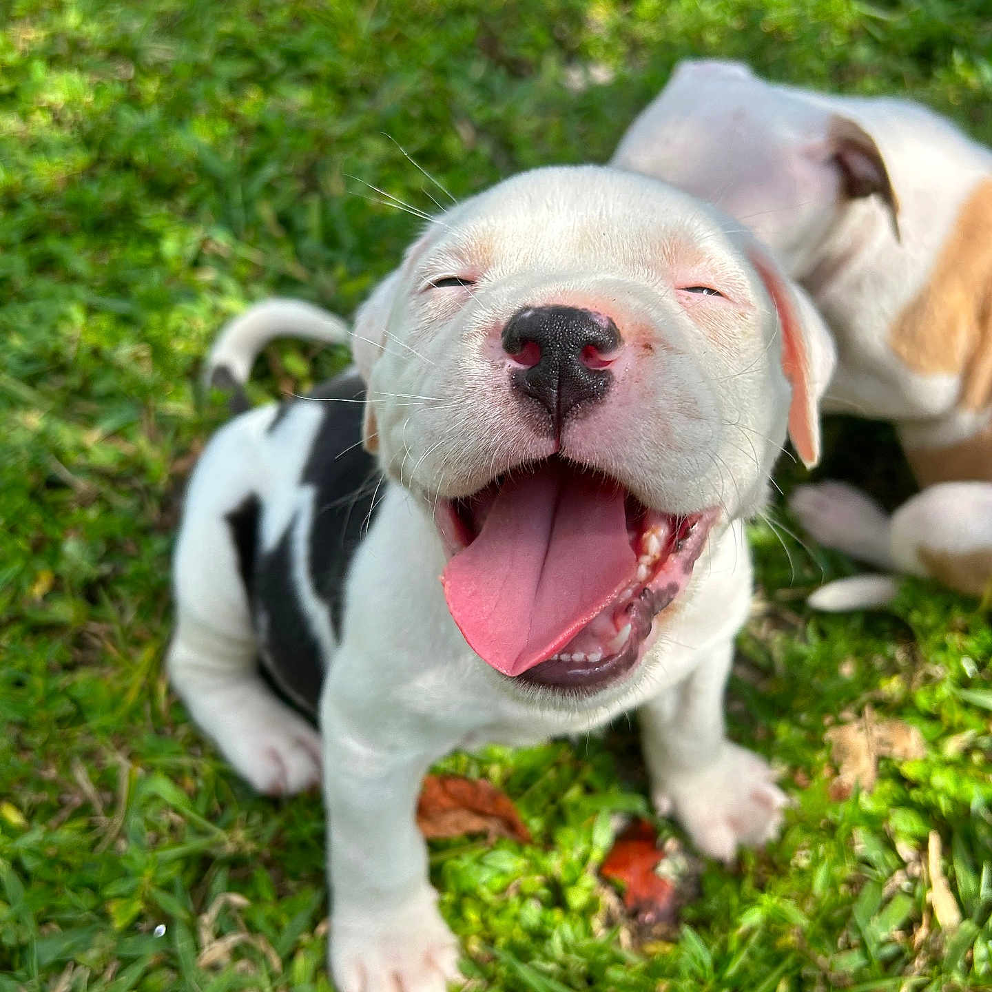 Project joined the competition — help win amazing prizes! adorable, animal, canine, closeup, cute, dog, friendship, grass, green, happy, nature, outdoor, pet, playful, puppy, relaxed, smiling, sunlight, tongue_out, young