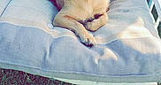 Zander is registered to the contest to win money with this photo: animal, brown_dog, chair, container, cookies, cushion, dandelion, daylight, dog, fence, garden, grass, nature, orange_collar, outdoor, pet, relaxed, resting, seat, sunlight