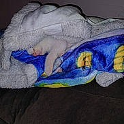 Buddy joined the competition — help win amazing prizes! animal, blanket, cat, comfort, couch, cozy, cute, domestic, fluffy, fur, indoor, kitten, nap, pet, relaxation, rest, sleep, sleeping, soft, wrapped