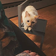 Buddy is registered to the contest to win money with this photo: cat, cream_colored, chair, tattoo, hand, wooden_floor, indoor, curious, pet, feline, small_chair, human_hand, tattooed_hand, floor, animal, domestic_cat, looking, resting_hand, cozy, room