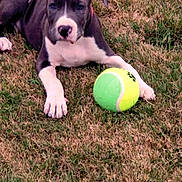 Aya a rejoint le concours — aidez-le/la à gagner de superbes lots ! puppy, dog, grass, tennis_ball, outdoor, playful, pet, animal, young_dog, nature, lawn, resting, cute, canine, summer, fun, paw, green, yellow, toy