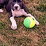 puppy, dog, grass, tennis_ball, outdoor, playful, pet, animal, young_dog, nature, lawn, resting, cute, canine, summer, fun, paw, green, yellow, toy