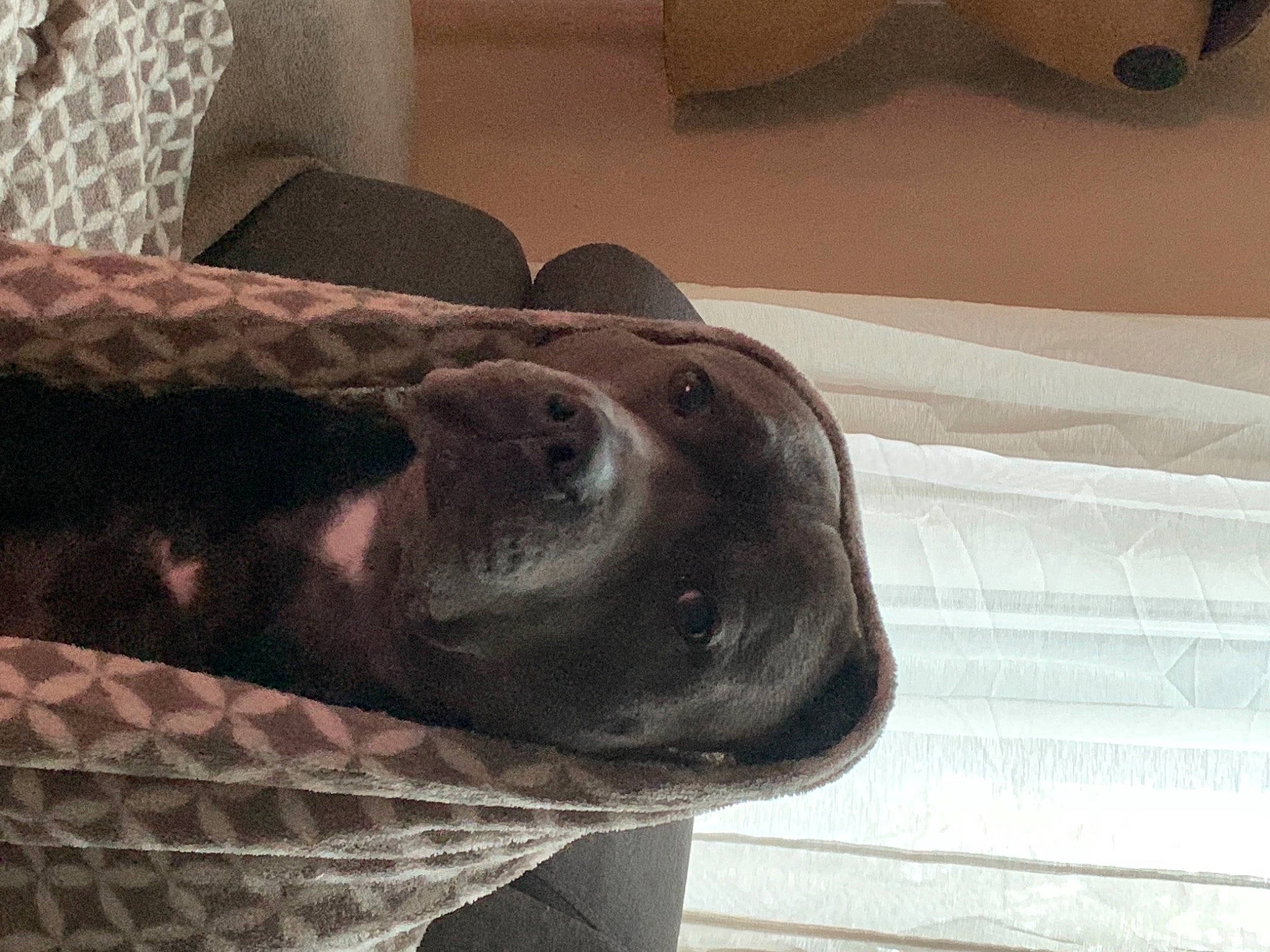 Nox participe au concours pour gagner de l'argent avec cette photo : beige, canidae, carnivore, comfort, companion_dog, dog, dog_breed, liver, pattern, snout, sporting_group, tile, vertebrate, whiskers, working_animal, working_dog