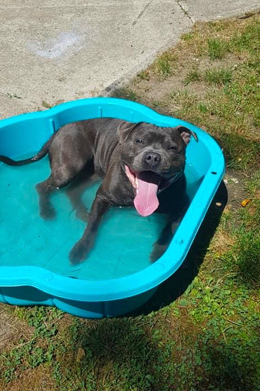 Nox participe au concours pour gagner de l'argent avec cette photo : borador, canidae, carnivore, companion_dog, dog, dog_breed, dog_supply, liver, snout, sporting_group, teal, working_animal, working_dog