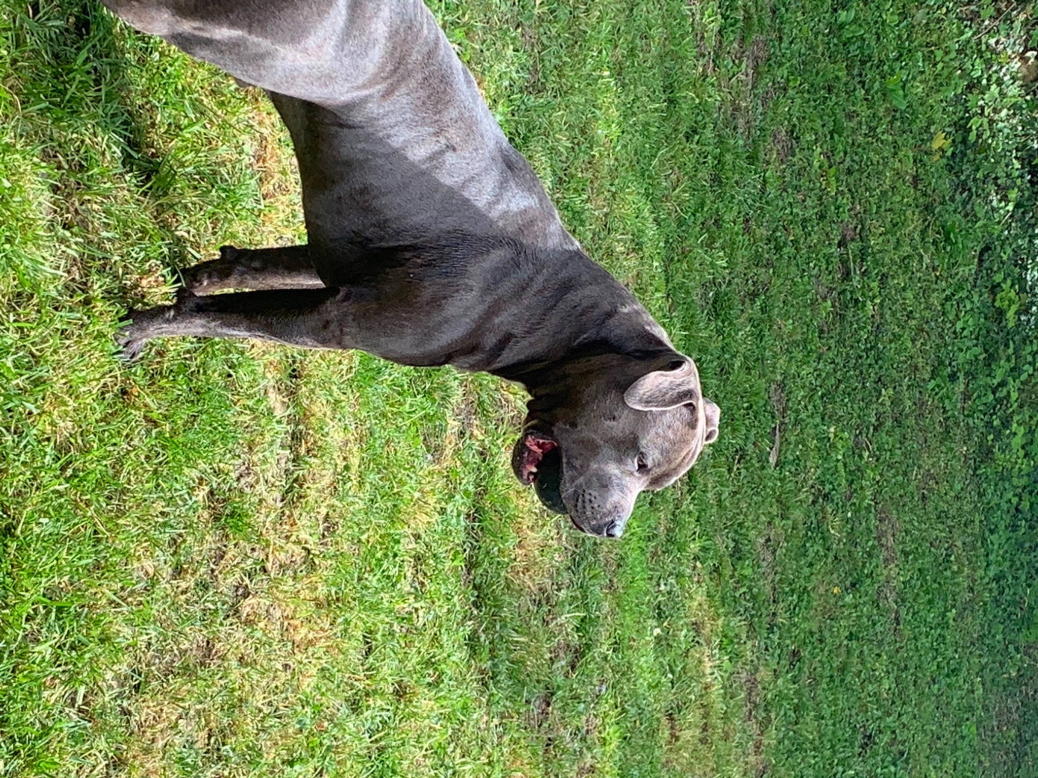 Nox participe au concours pour gagner de l'argent avec cette photo : field, grass, grass_family, grassland, grazing, groundcover, lawn, meadow, pasture, tail, terrestrial_animal