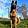 Asko
