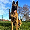 dog, belgian_malinois, sitting, tongue_out, upright_ears, brown_fur, black_mask, outdoor, grass, blue_sky, clouds, trees, winter, residential_area, houses, streetlight, utility_poles, portrait, pet, sunlight