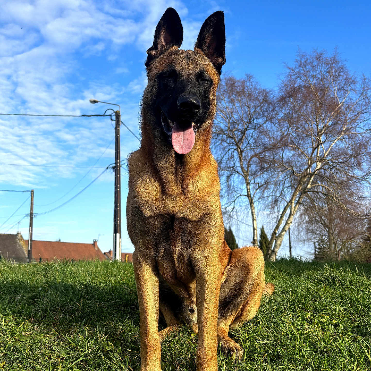 Asko participe au concours pour gagner de l'argent avec cette photo : dog, belgian_malinois, sitting, tongue_out, upright_ears, brown_fur, black_mask, outdoor, grass, blue_sky, clouds, trees, winter, residential_area, houses, streetlight, utility_poles, portrait, pet, sunlight