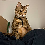 Nala is registered to the contest to win money with this photo: cat, tabby_cat, indoor, pet, animal, feline, curious, sitting, harness, blanket, cardboard_box, fur, whiskers, ears, face, looking_away, domestic_animal, cozy, resting, wall