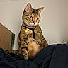 cat, tabby_cat, indoor, pet, animal, feline, curious, sitting, harness, blanket, cardboard_box, fur, whiskers, ears, face, looking_away, domestic_animal, cozy, resting, wall