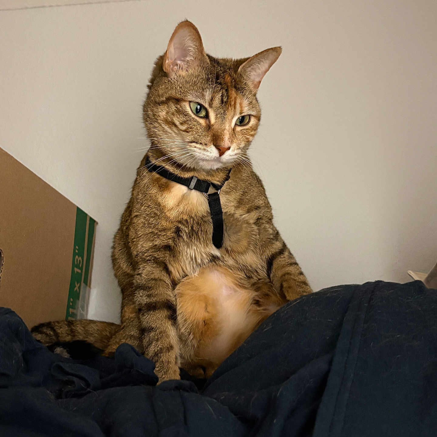 Nala is registered to the contest to win money with this photo: cat, tabby_cat, indoor, pet, animal, feline, curious, sitting, harness, blanket, cardboard_box, fur, whiskers, ears, face, looking_away, domestic_animal, cozy, resting, wall