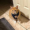 cat, orange_cat, bandana, houston_astros, pet, indoor, tile_floor, shadow, door, animal, cute, domestic_cat, feline, white_paws, looking_up, floor_mat, home, whiskers, ears, curious