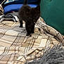kitten, black_cat, pet, couch, blanket, pillow, controller, indoor, cozy, furniture, soft_texture, animal, small_animal, home, playful, curious, furry, young, domestic, resting_place