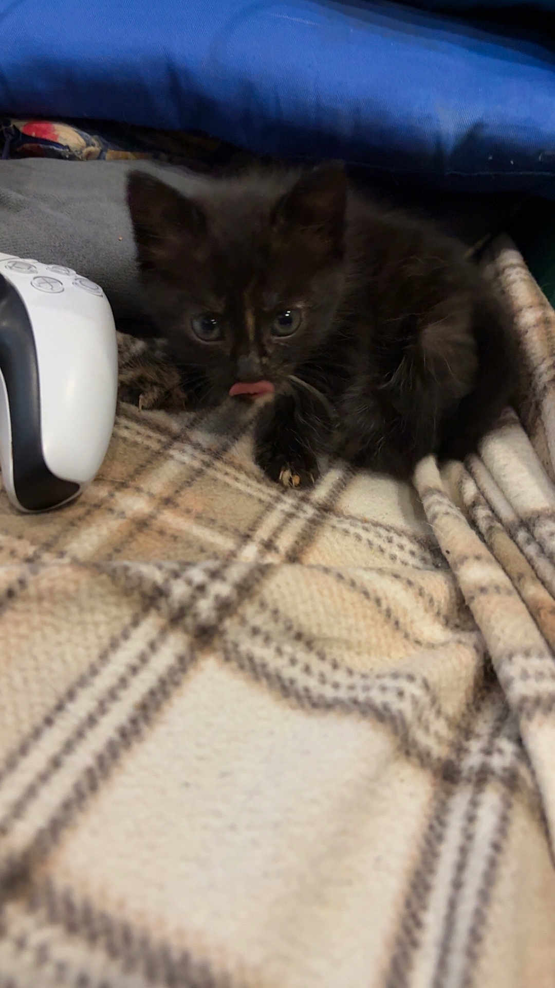 Paillette a rejoint le concours — aidez-le/la à gagner de superbes lots ! kitten, black_cat, plaid_blanket, controller, blue_cushion, pet, animal, small, cute, furry, indoor, cozy, resting, young, soft, tongue_out, close_up, domestic_cat, feline, comfort