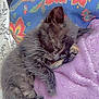 kitten, sleeping, fluffy, purple_blanket, colorful_background, floral_pattern, cute, cozy, pet, fur, whiskers, paw, resting, domestic_animal, animal, young, small, indoor, soft_texture, relaxation