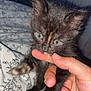 Paillette a rejoint le concours — aidez-le/la à gagner de superbes lots ! kitten, cat, black_cat, hand, finger, bite, cute, pet, animal, feline, young, fur, indoor, bed, blanket, pattern, closeup, small, playing, person