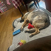 Lani is registered to the contest to win money with this photo: blanket, cabinet, chair, cozy, dog, dog_bed, furniture, german_shepherd, home, indoor, pet, plaid_tablecloth, red_toy, resting, sleeping, stocking, table, toy, wood_floor, yellow_toy