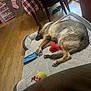 blanket, cabinet, chair, cozy, dog, dog_bed, furniture, german_shepherd, home, indoor, pet, plaid_tablecloth, red_toy, resting, sleeping, stocking, table, toy, wood_floor, yellow_toy