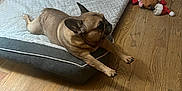Lani joined the competition — help win amazing prizes! animal, comfort, cozy, dog, dog_bed, ear, flooring, french_bulldog, home, indoor, mammal, paw, pet, plush_toy, relaxed, resting, slipper, stretching, toy, wooden_floor
