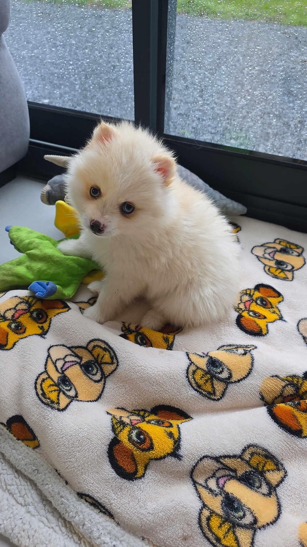 Simba participe au concours pour gagner de l'argent avec cette photo : dog, puppy, white_fur, fluffy, small_dog, toy, green_toy, blanket, cartoon_blanket, window, raindrops, indoor, sitting, looking_at_camera, cute, pet, portrait, cozy, playtime, domestic