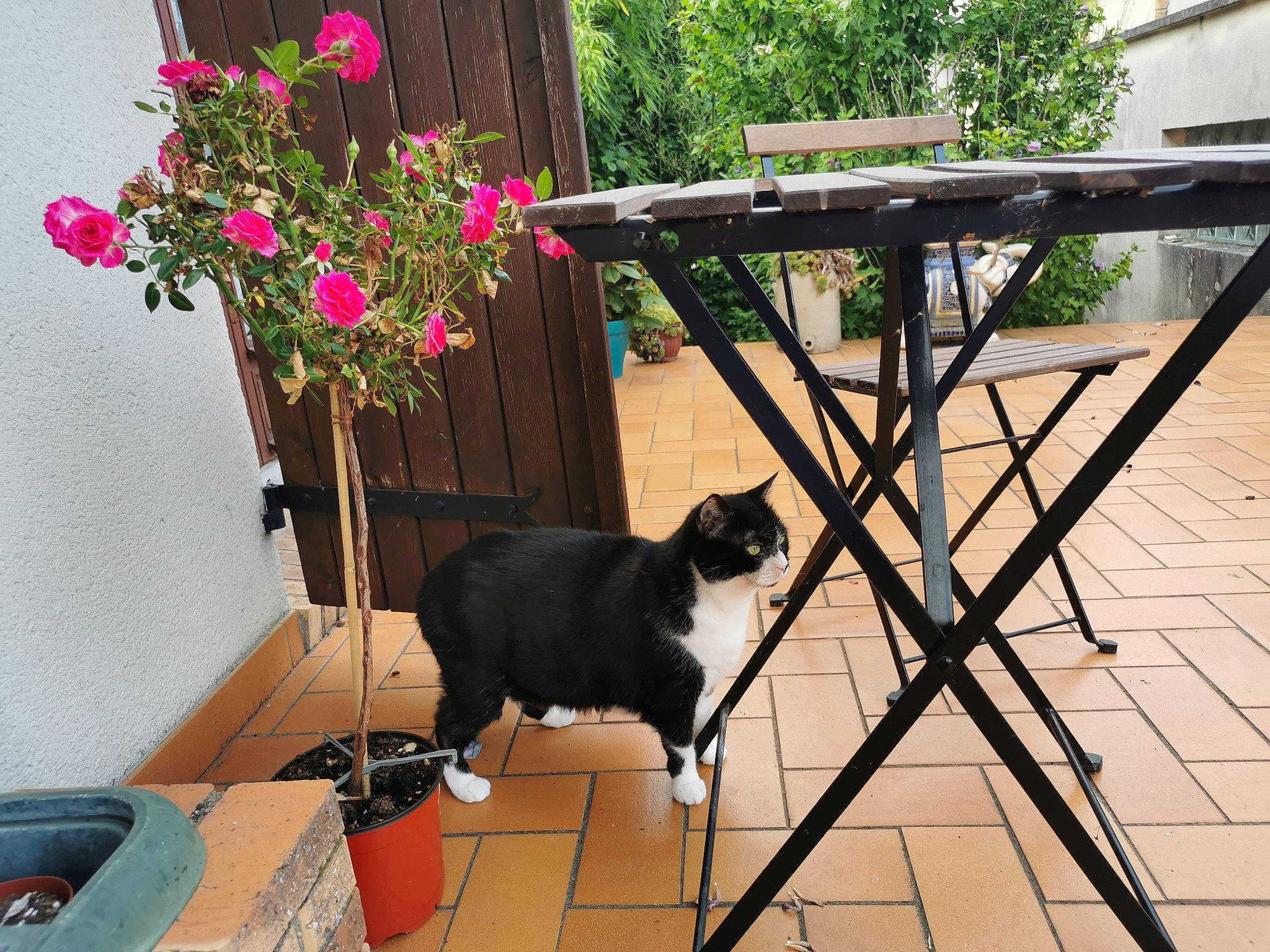 Graffitie participe au concours pour gagner de l'argent avec cette photo : annual_plant, carnivore, cat, felidae, flower, flowerpot, hardwood, houseplant, outdoor_furniture, outdoor_table, petal, plant, porch, shade, small_to_medium_sized_cats, sporting_group, table, tail, tree, wood