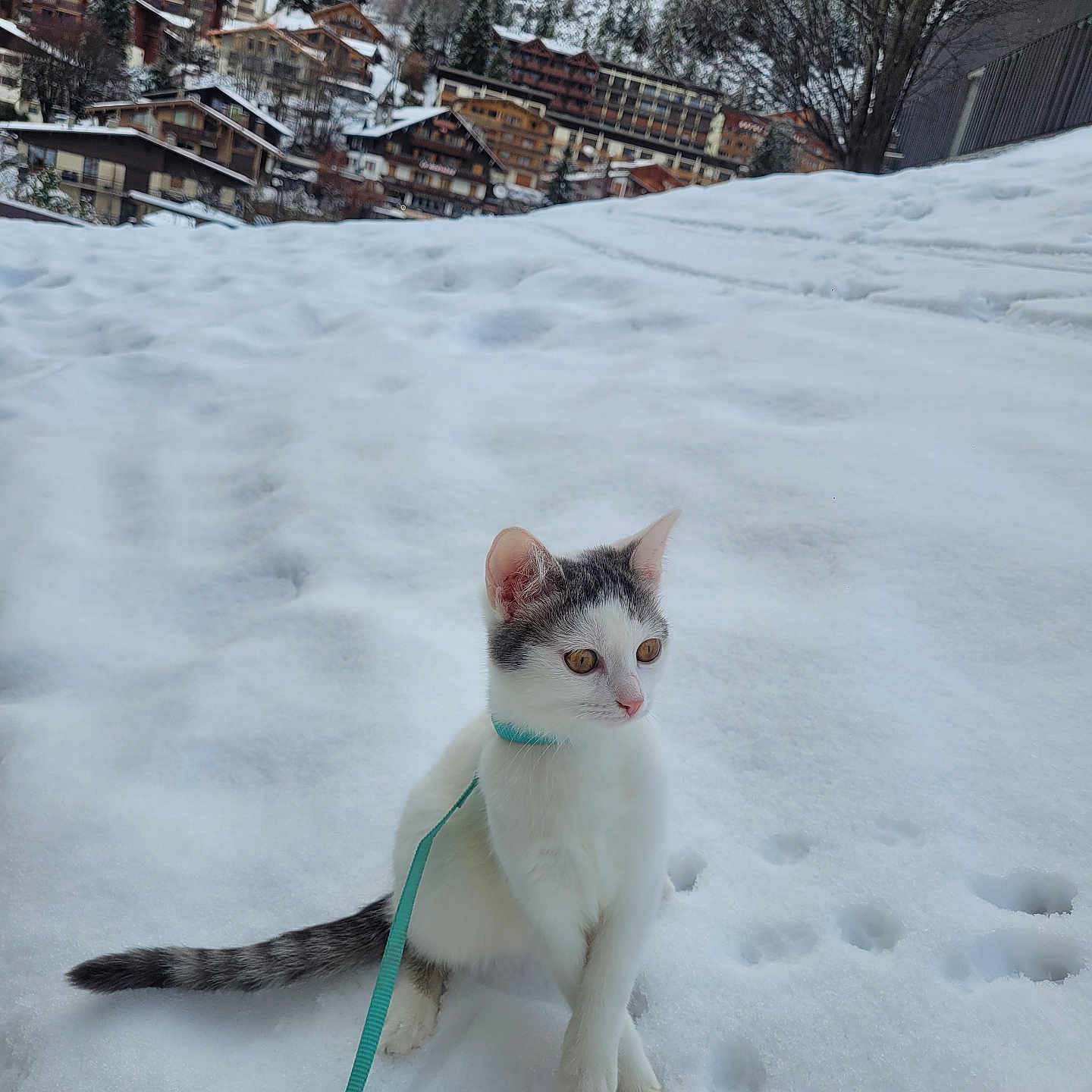 Luna a rejoint le concours — aidez-le/la à gagner de superbes lots ! animal, cat, cold, curious, feline, frost, gray, kitten, leash, mountain, nature, outdoor, pet, playful, snow, tree, village, white, winter, young