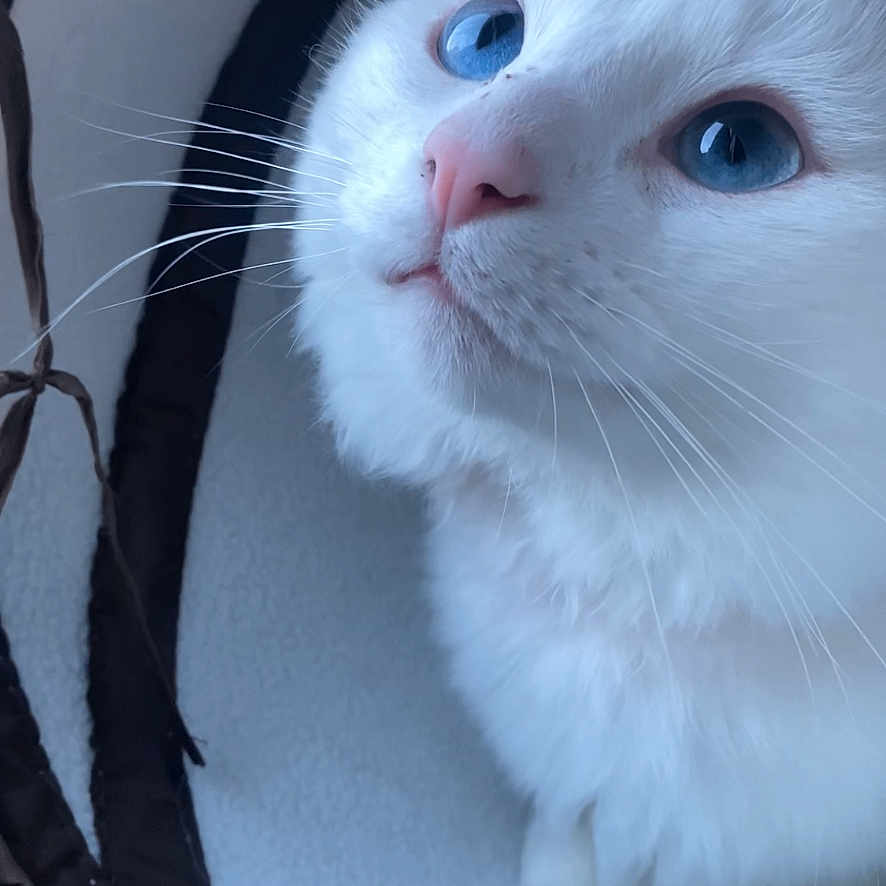 Apollo is registered to the contest to win money with this photo: animal, blue_eyes, cat, close_up, cozy, curious, cute, domestic_animal, face, feline, fluffy, fur, indoor, looking_up, nose, paws, pet, soft, whiskers, white_cat