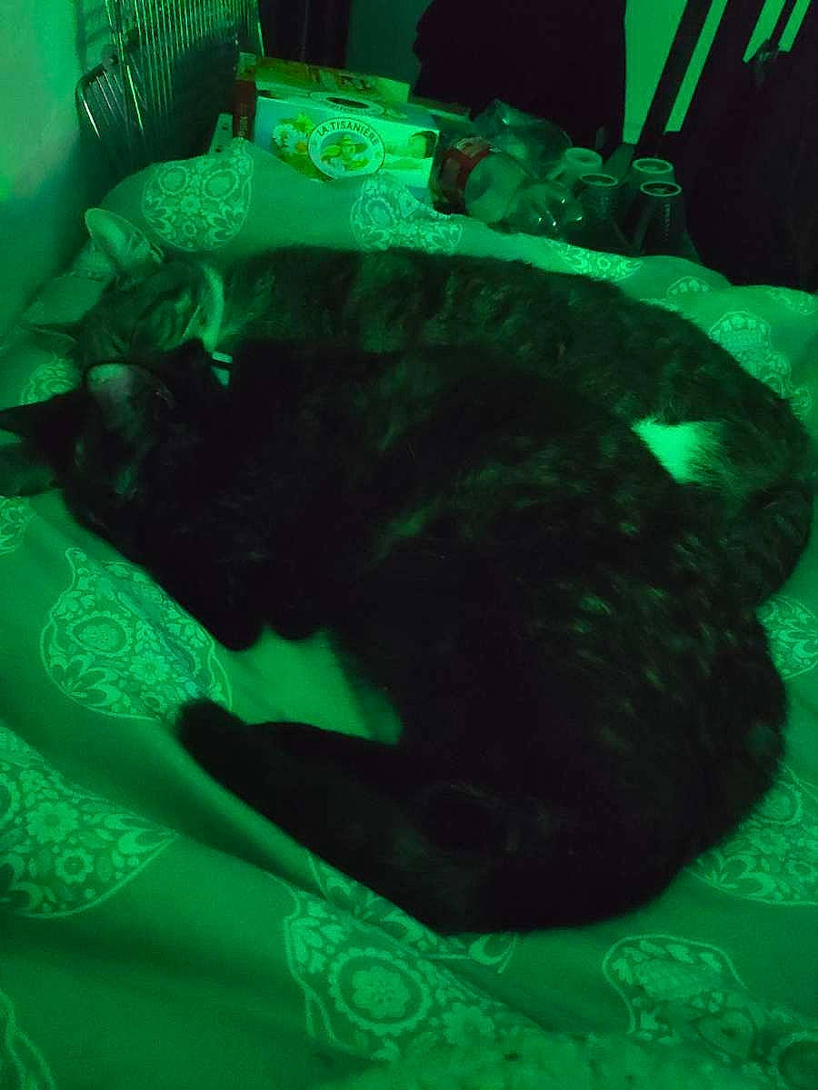 Goku a rejoint le concours — aidez-le/la à gagner de superbes lots ! aqua, black_cat, carnivore, darkness, dog_breed, electric_blue, event, felidae, fictional_character, grass, green, marine_biology, room, small_to_medium_sized_cats, snout, tail, terrestrial_animal, whiskers