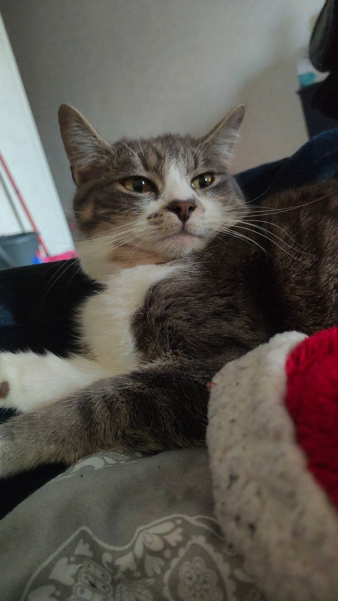 Goku participe au concours pour gagner de l'argent avec cette photo : carnivore, cat, claw, comfort, domestic_short_haired_cat, felidae, fur, grey, linens, nap, paw, small_to_medium_sized_cats, snout, tail, whiskers, window