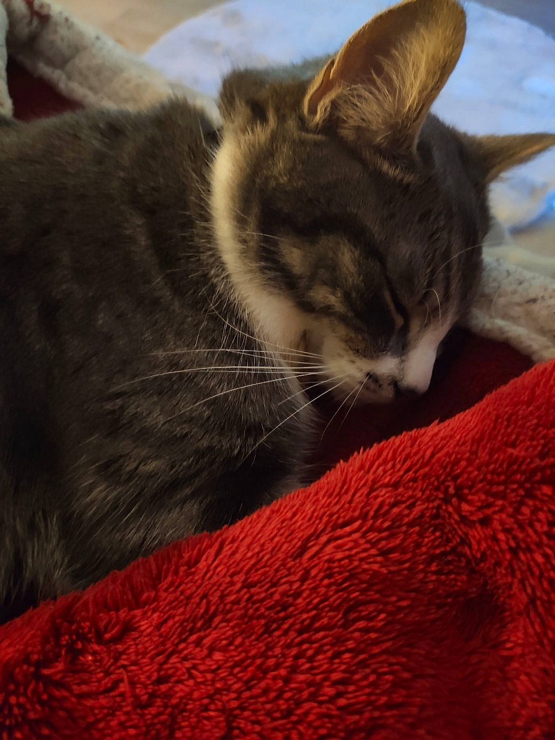 Goku participe au concours pour gagner de l'argent avec cette photo : carnivore, cat, claw, comfort, domestic_short_haired_cat, fawn, felidae, fur, grey, nap, paw, sleep, small_to_medium_sized_cats, snout, tail, whiskers, wildlife