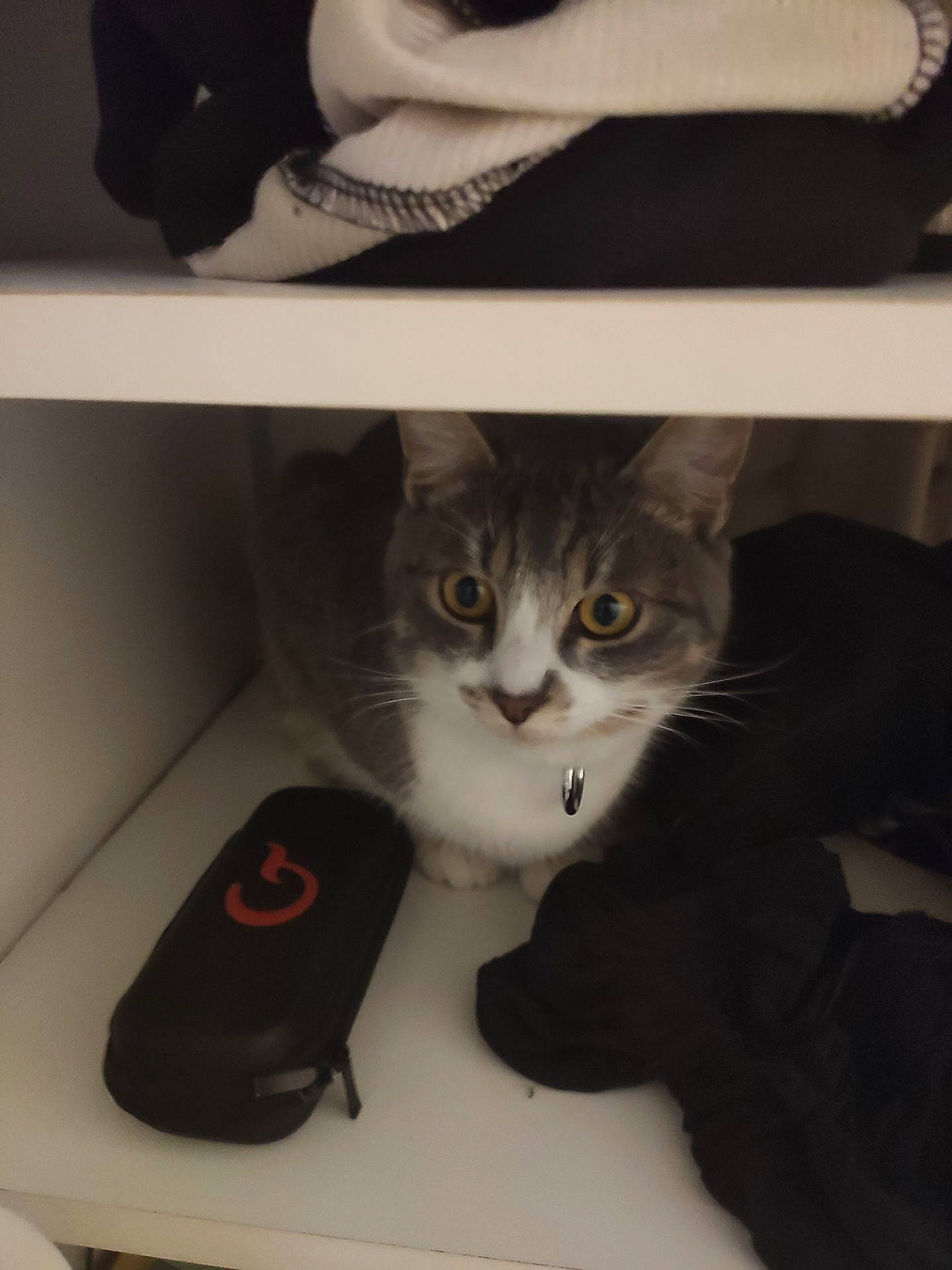 Goku a rejoint le concours — aidez-le/la à gagner de superbes lots ! box, carnivore, cat, comfort, domestic_short_haired_cat, felidae, font, fur, grey, hat, paw, photo_caption, room, shelf, shelving, small_to_medium_sized_cats, tail, whiskers