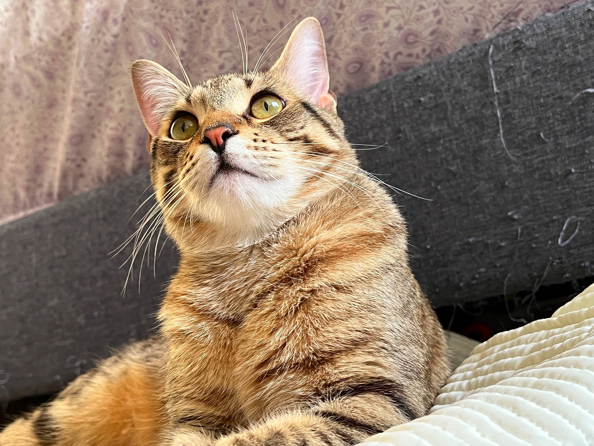 Luke joined the competition — help win amazing prizes! carnivore, cat, claw, domestic_short_haired_cat, eye, felidae, fur, paw, photo_caption, rectangle, sitting, small_to_medium_sized_cats, snout, tail, terrestrial_animal, tree, whiskers, wildlife, window