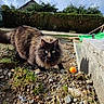 Tesla participe au concours pour gagner de l'argent avec cette photo : cat, outdoor, grass, rocks, ball, greenery, hedge, house, sunlight, shadow, fur, animal, pet, curious, nature, playful, closeup, ground, daylight, eyes