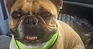 Timon a rejoint le concours — aidez-le/la à gagner de superbes lots ! dog, french_bulldog, pet, car, backseat, harness, neon_green, animal, canine, portrait, cute, indoor, seat, window, travel, companion, fur, ears, snout, expression