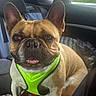 dog, french_bulldog, pet, car, backseat, harness, neon_green, animal, canine, portrait, cute, indoor, seat, window, travel, companion, fur, ears, snout, expression