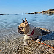 Timon participe au concours pour gagner de l'argent avec cette photo : dog, french_bulldog, water, beach, sky, collar, leash, rocks, calm, sunlight, shallow_water, outdoor, nature, pet, summer, relaxing, animal, canine, serene, daytime